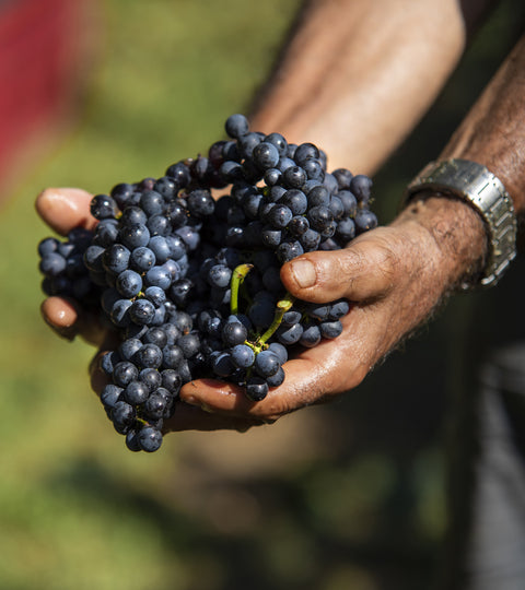 Il vitigno del mese: Cabernet Franc